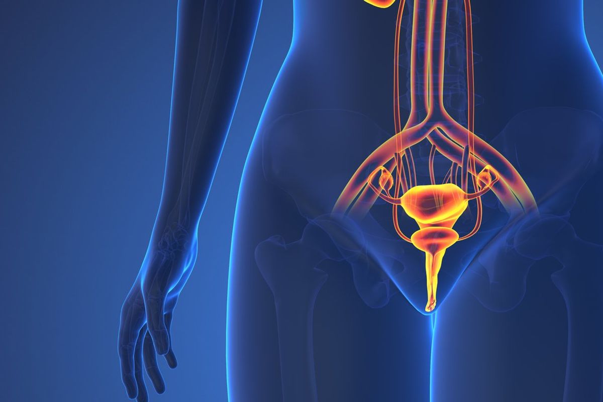 The image highlight the reproductive system, showcasing the internal organ of the female anatomy in stunning image detail. From the kidneys to the bladder and urethra, this image provides an in-depth look at the urinary system and its functions. With a focus on the female reproductive system, the image also provides insights into common diseases and conditions that these organ.